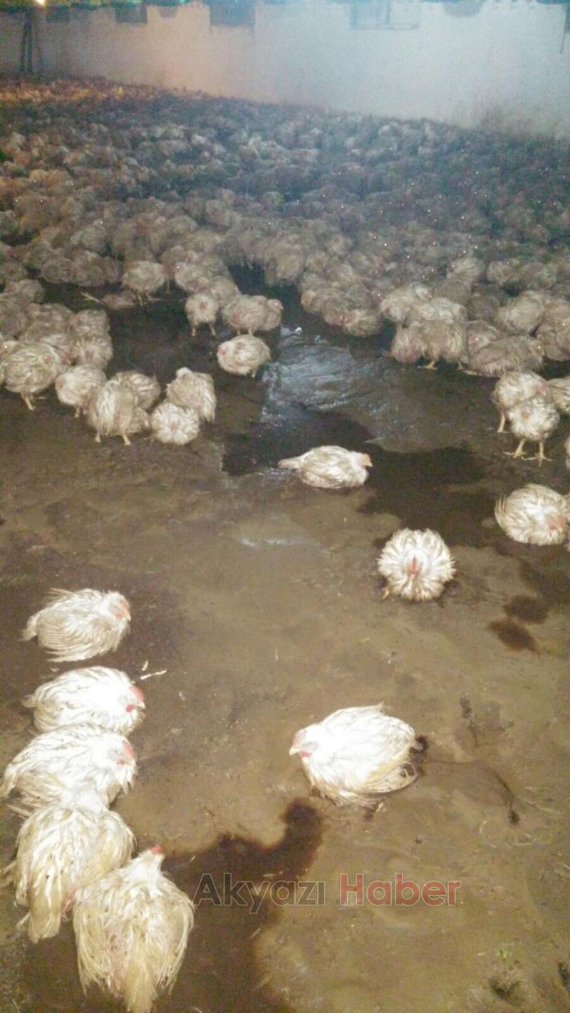 Sel kümesi vurdu, tavuklar telef oldu