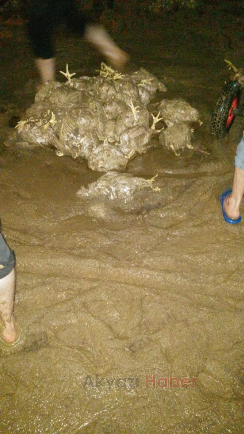 Sel kümesi vurdu, tavuklar telef oldu