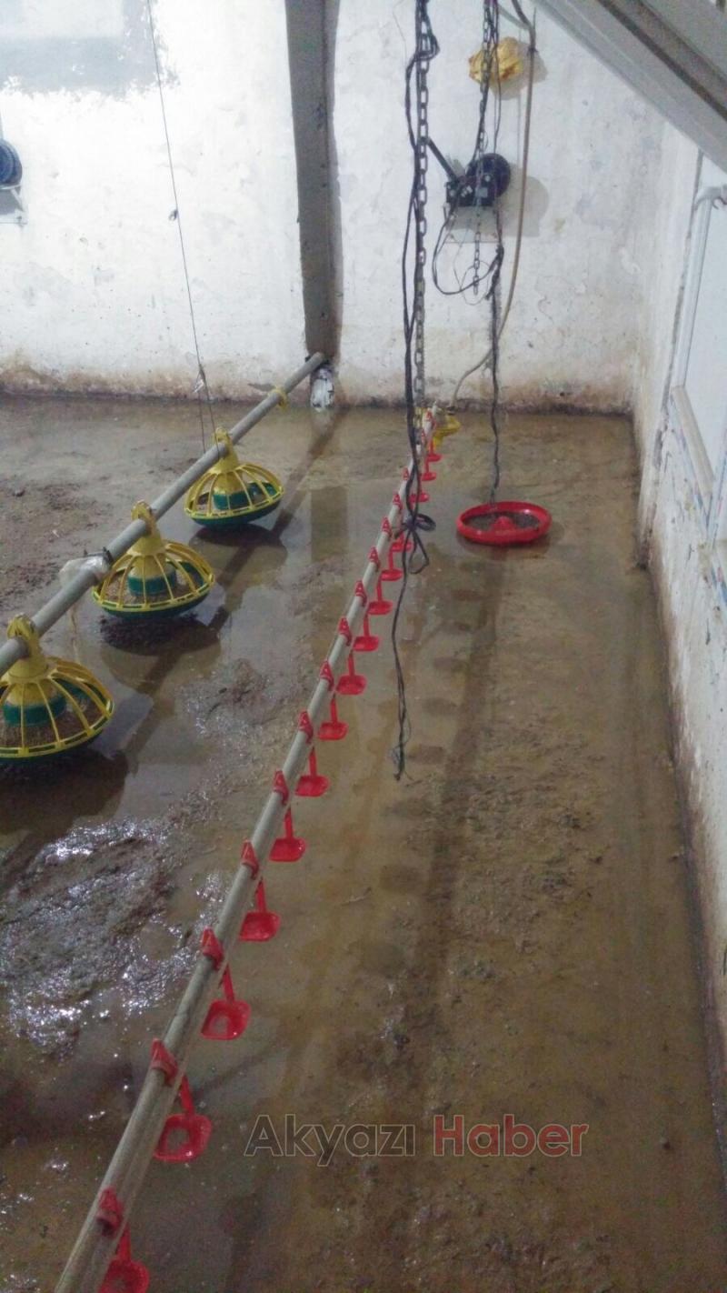 Sel kümesi vurdu, tavuklar telef oldu