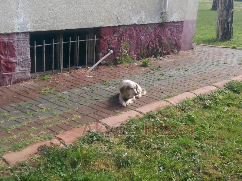 Setter Cinsi Av Köpeği Yavruladı  Sahibi Aranıyor