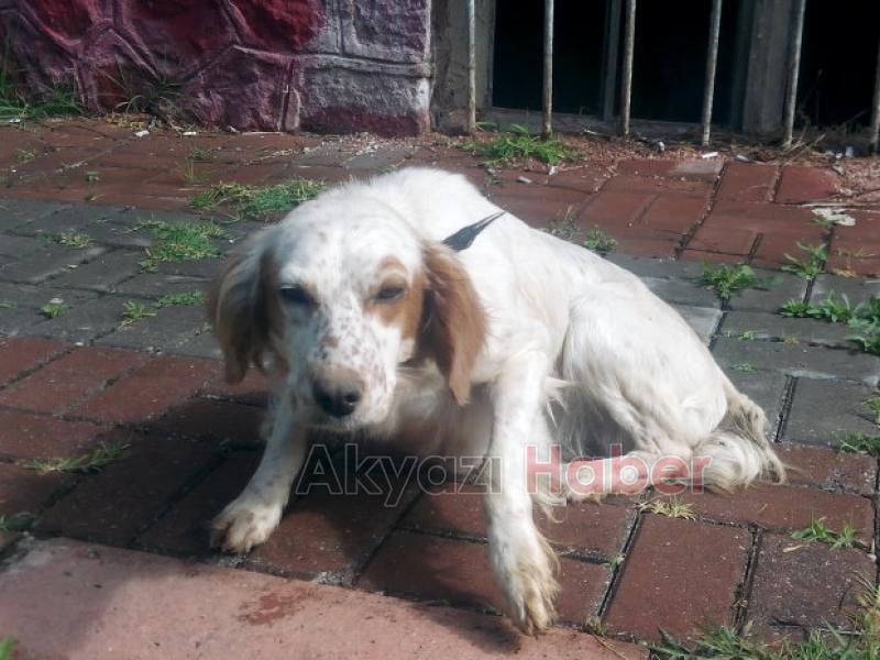 Setter Cinsi Av Köpeği Yavruladı  Sahibi Aranıyor