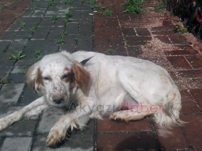 Setter Cinsi Av Köpeği Yavruladı  Sahibi Aranıyor