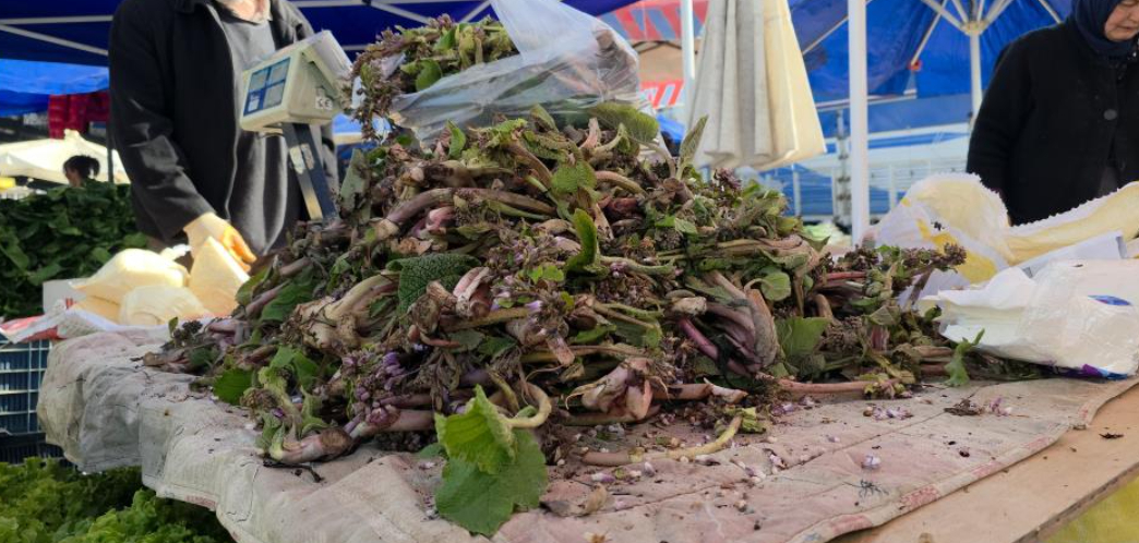 Şifa deposu kaldirik otunun faydaları