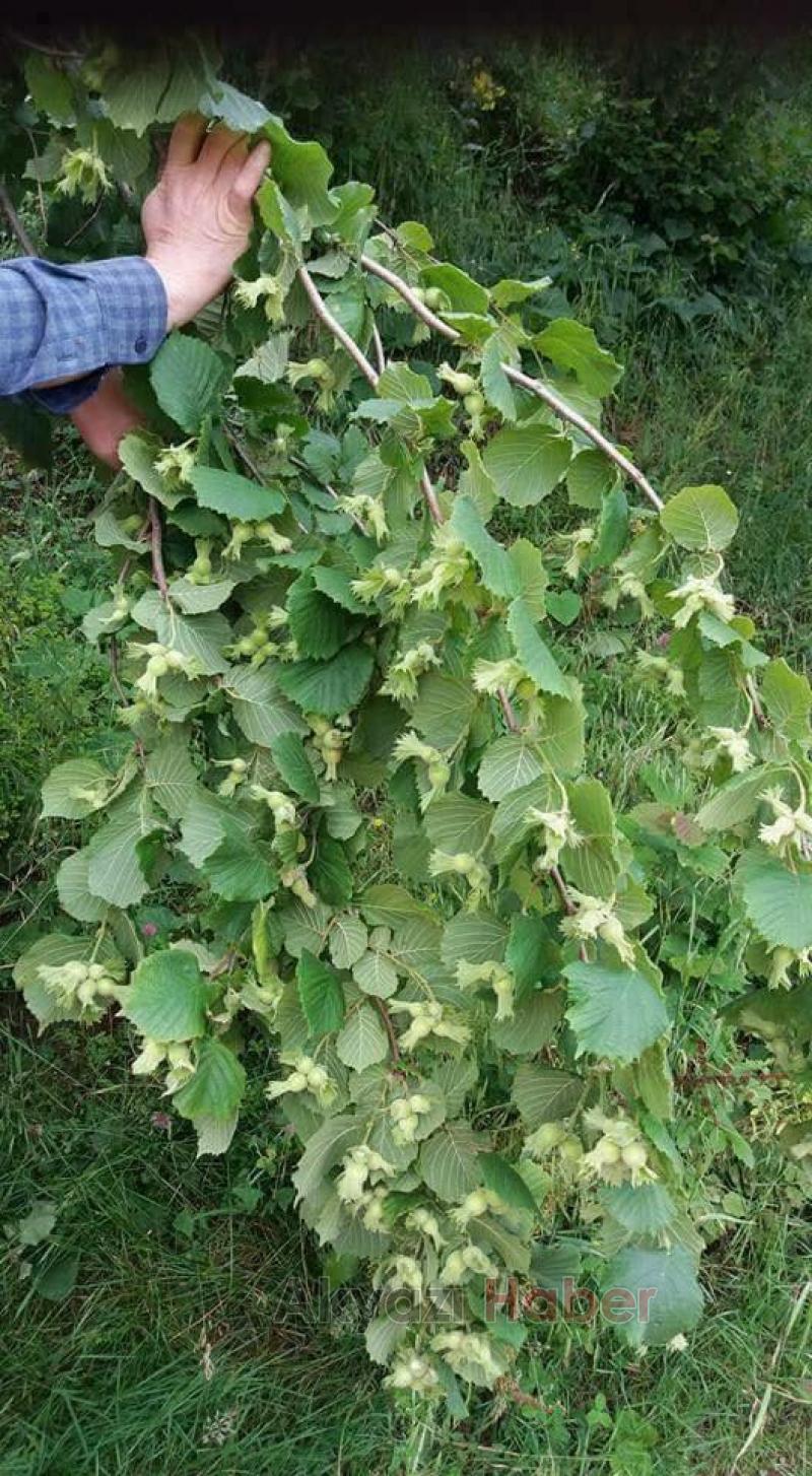  Sivri Fındık Alımları Başlıyor