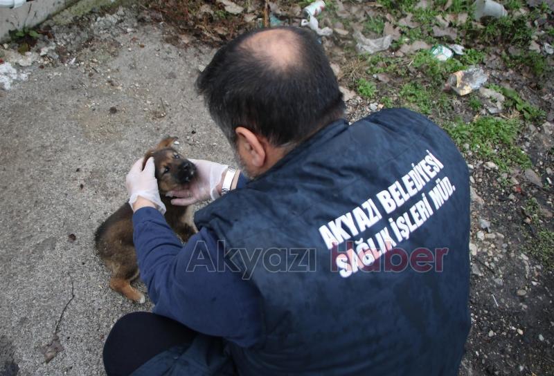 SOĞUK HAVALARDA SOKAK HAYVANLARI AÇ KALMAYACAK