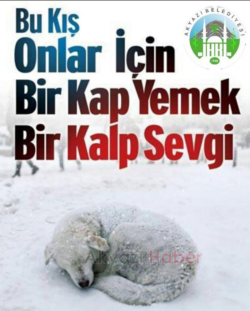 Sokak Hayvanları Sahipsiz Değil