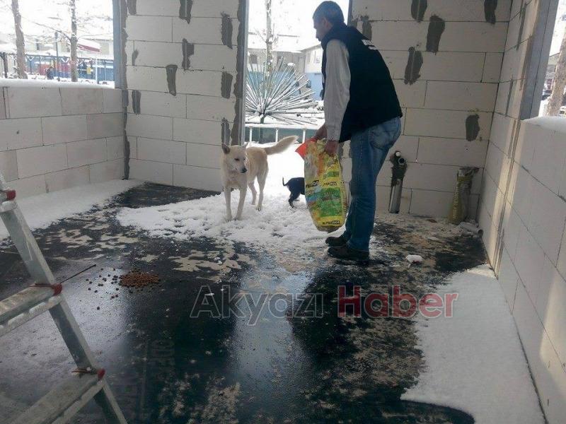 Sokak Hayvanları Sahipsiz Değil