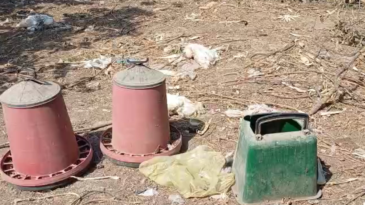 Sokak köpekleri kümese saldırdı 35 tavuğu parçaladı