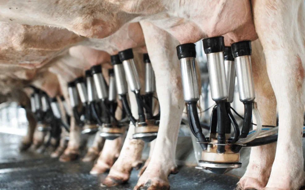 Şubat ayında 887 bin 774 ton inek sütü toplandı
