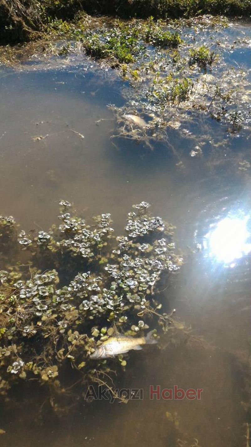 Sultan Pınar Yaylasında Balıklar Ölüyor