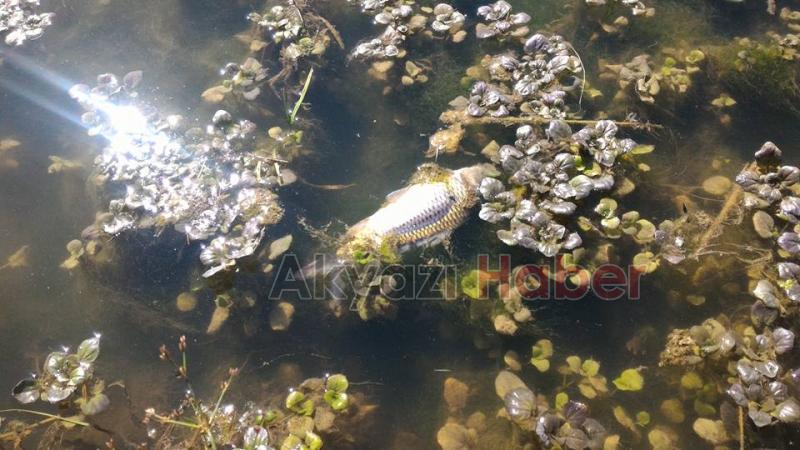 Sultan Pınar Yaylasında Balıklar Ölüyor