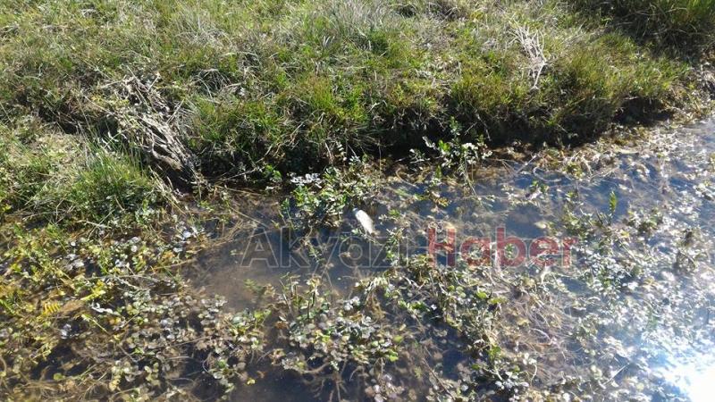 Sultan Pınar Yaylasında Balıklar Ölüyor