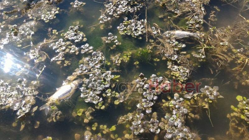 Sultan Pınar Yaylasında Balıklar Ölüyor