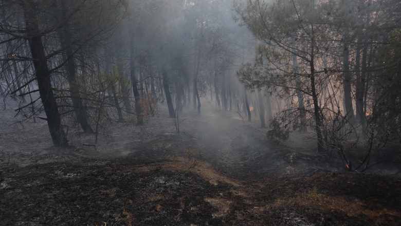 Sakarya'daki orman yangınıyla ilgili gözaltına alınanlar için önemli gelişme