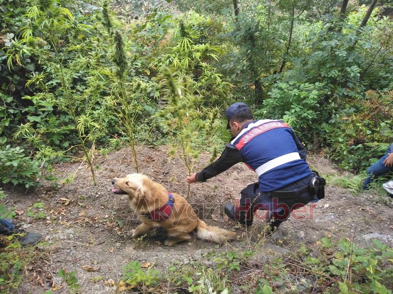 Ormanda uyuşturucu yetiştirmişler