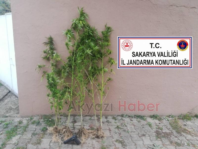 Ormanda uyuşturucu yetiştirmişler