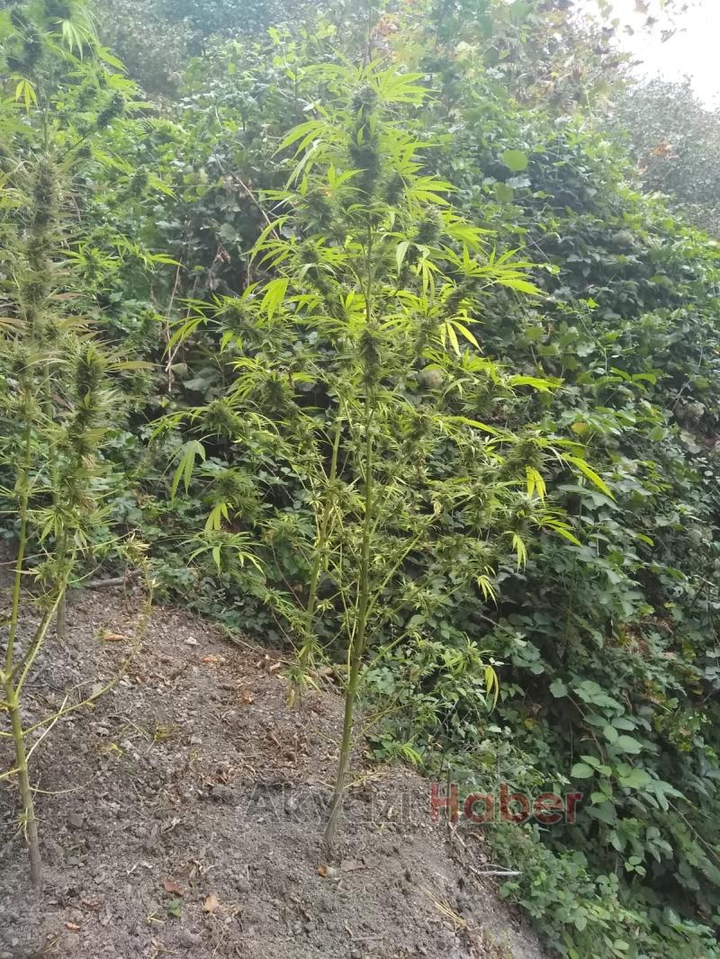 Ormanda uyuşturucu yetiştirmişler