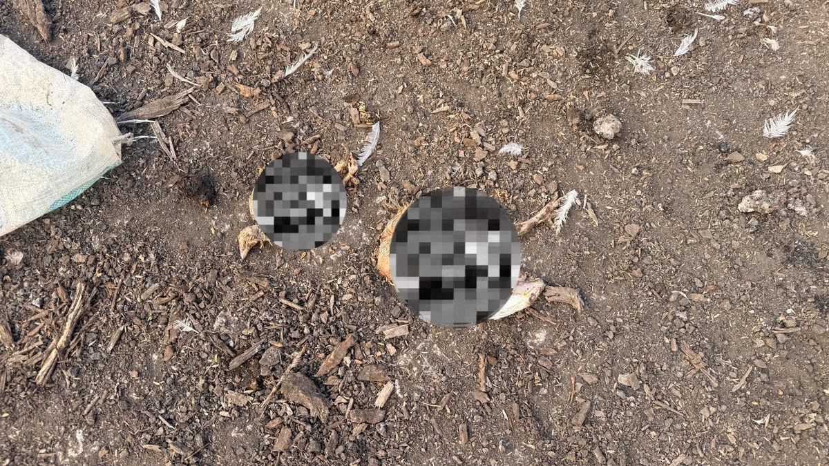 Tavuk çiftliğinde skandal görüntüler