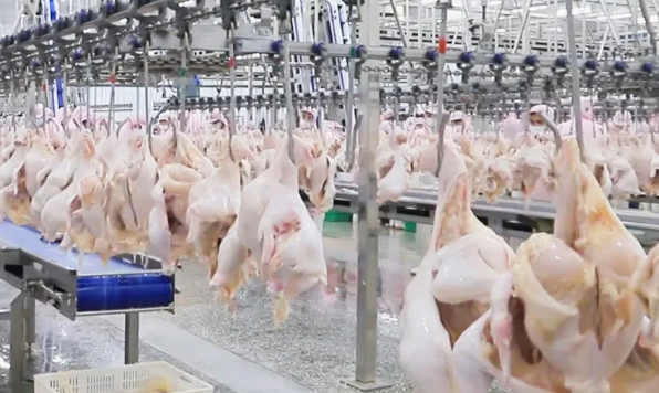 Tavuk eti ve yumurta üretimi verileri açıklandı