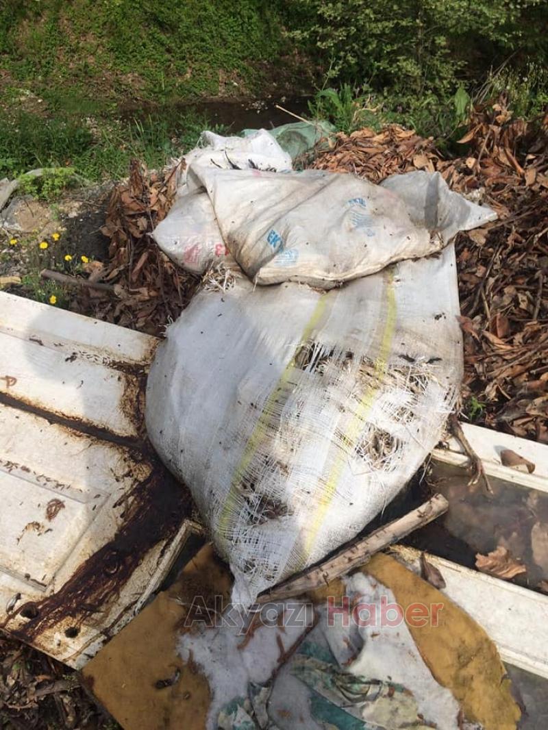 Tavuk leşlerini dere kenarına attılar