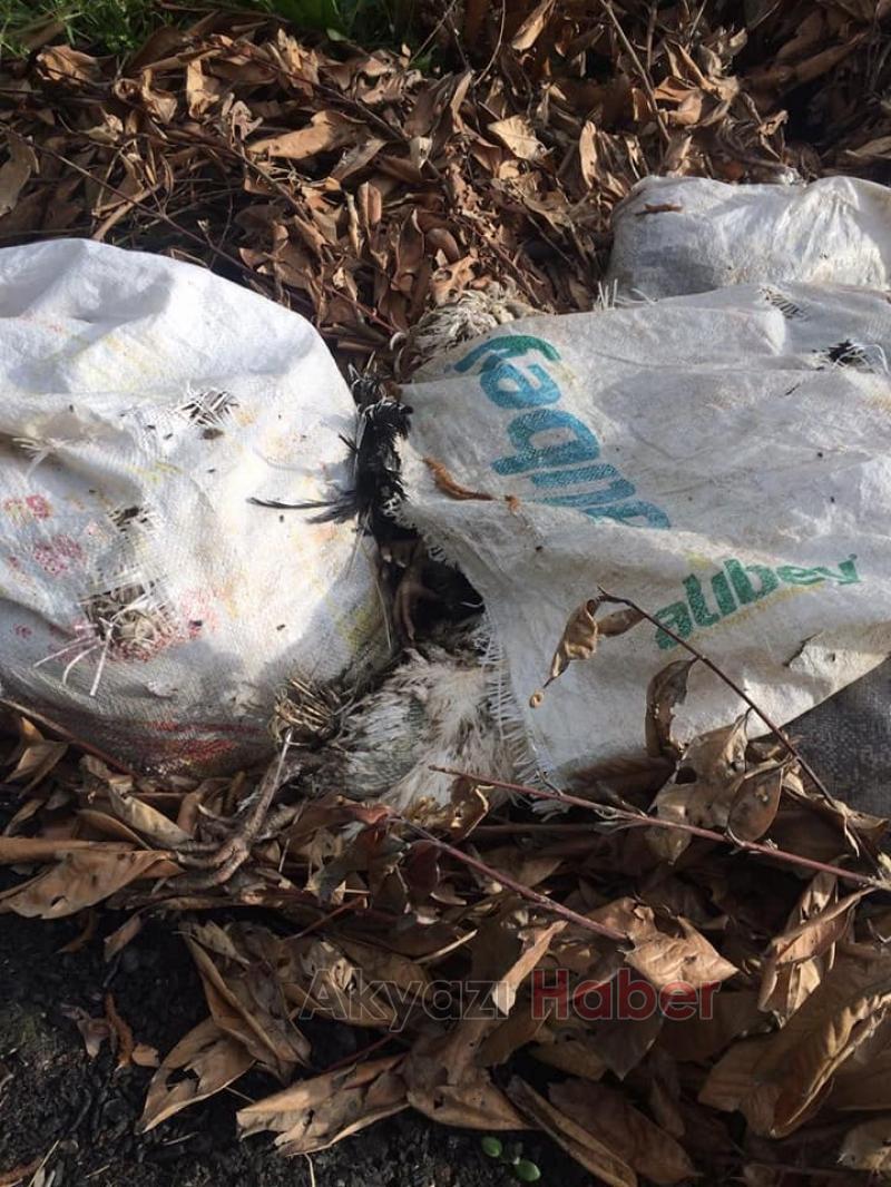 Tavuk leşlerini dere kenarına attılar