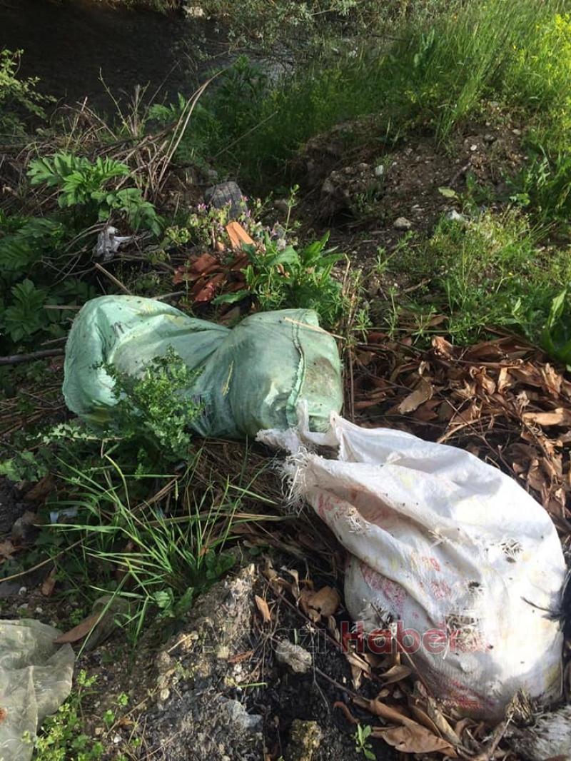 Tavuk leşlerini dere kenarına attılar