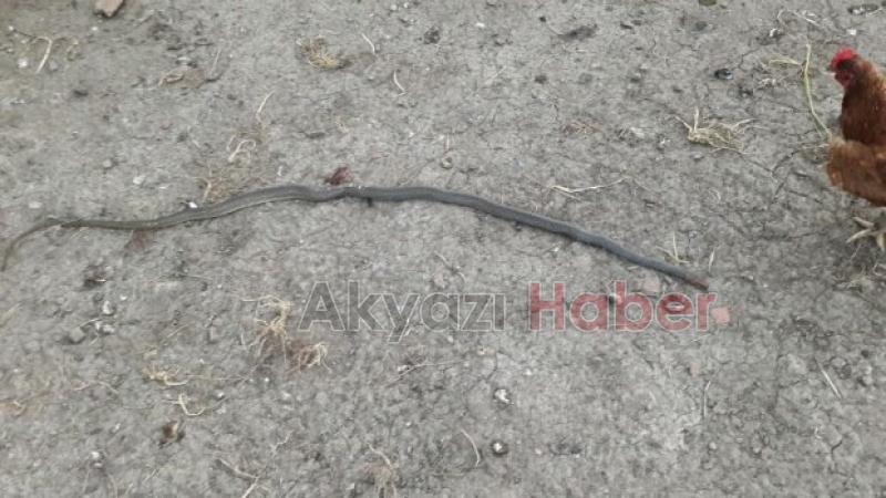 Tavuklara Dadanan Yılanı Vurarak Öldürdü