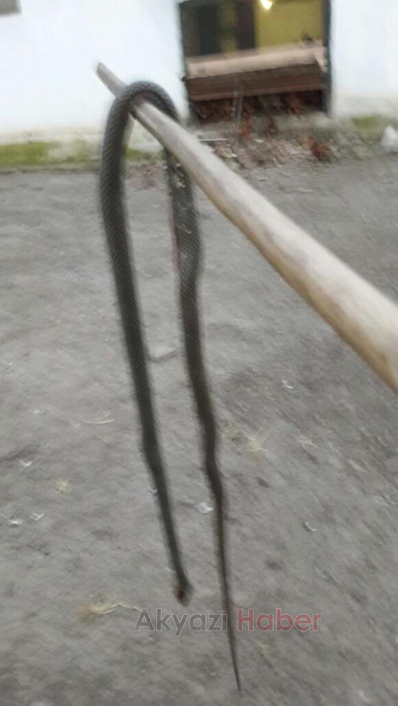 Tavuklara Dadanan Yılanı Vurarak Öldürdü