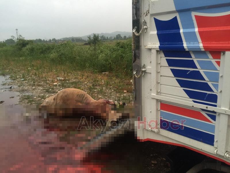 Telef olmasın diye kaza yerinde kestiler