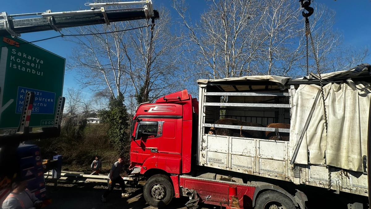 TEM’de kurbanlık taşıyan tır şarampole uçtu