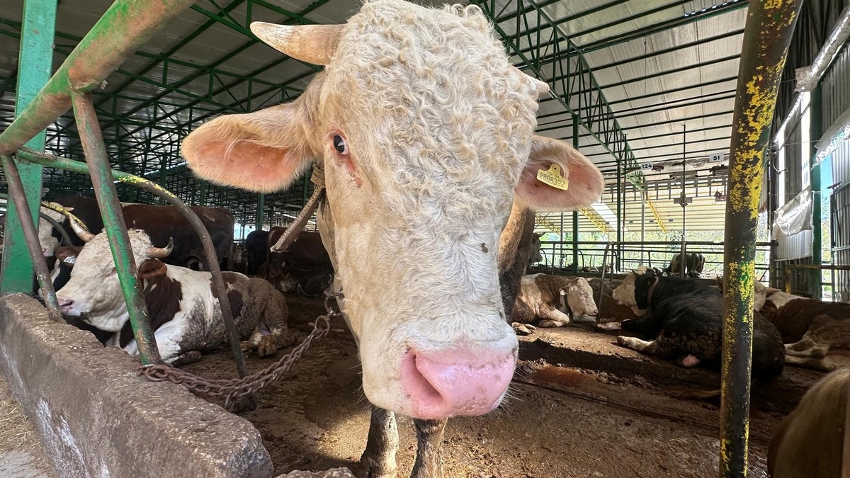 Tonluk boğayı 400 bin liraya sattı