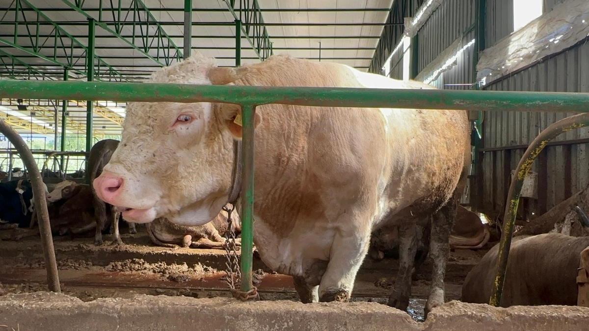 Tonluk boğayı 400 bin liraya sattı