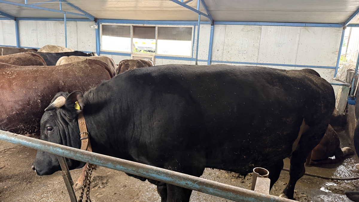 Tonluk kurbanlıkların besisi özel!