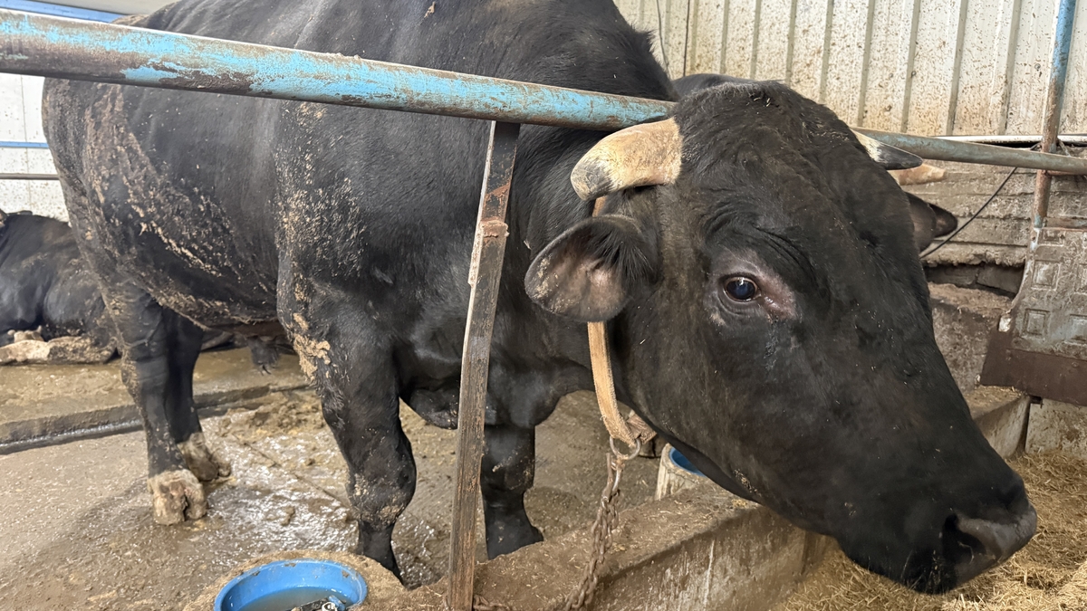 Tonluk kurbanlıkların besisi özel!