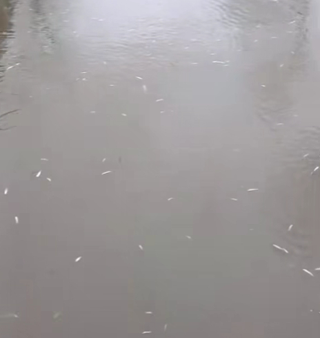 Uludere'de balık ölümlerlerinin nedeni ortaya çıktı