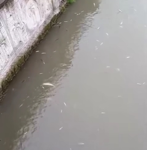 Uludere'de balık ölümlerlerinin nedeni ortaya çıktı