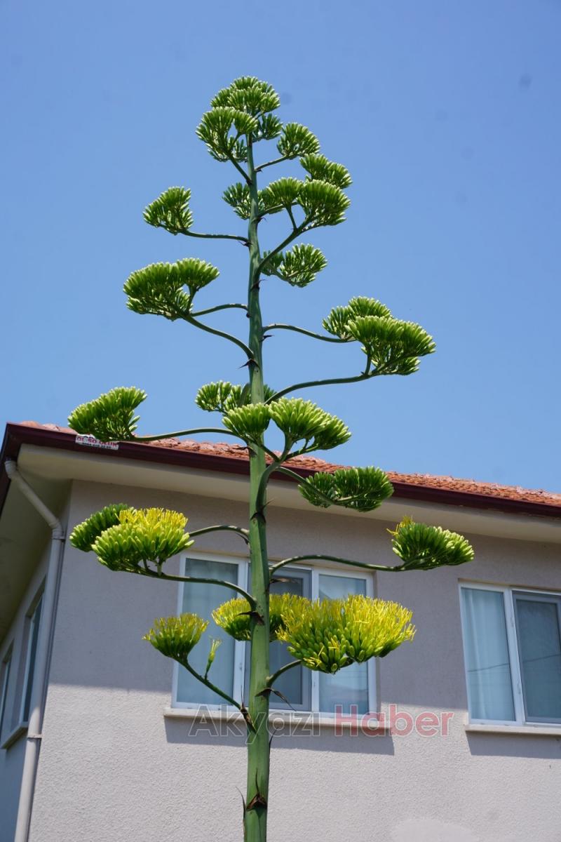 UNESCO Dünya miras listesinde  bulunan  bitki  Akyazıda  çiçek açtı 