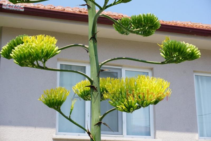 UNESCO Dünya miras listesinde  bulunan  bitki  Akyazıda  çiçek açtı 