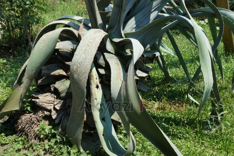 UNESCO Dünya miras listesinde  bulunan  bitki  Akyazıda  çiçek açtı 