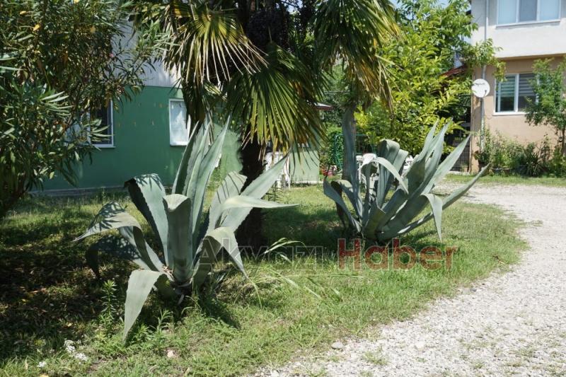 UNESCO Dünya miras listesinde  bulunan  bitki  Akyazıda  çiçek açtı 