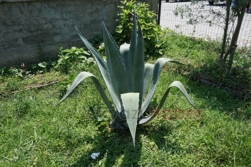 UNESCO Dünya miras listesinde  bulunan  bitki  Akyazıda  çiçek açtı 