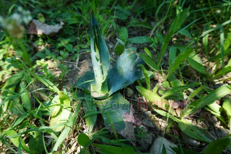 UNESCO Dünya miras listesinde  bulunan  bitki  Akyazıda  çiçek açtı 