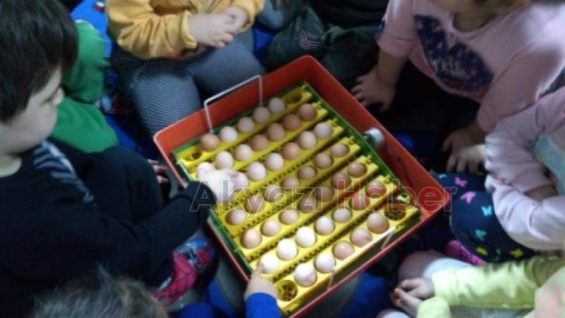  UYGULAMA ANAOKULU YUMURTAM KULUÇKADA PROJESİ