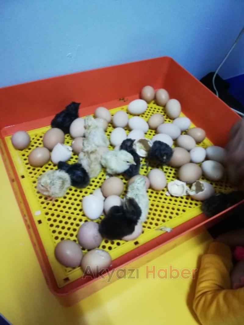  UYGULAMA ANAOKULU YUMURTAM KULUÇKADA PROJESİ