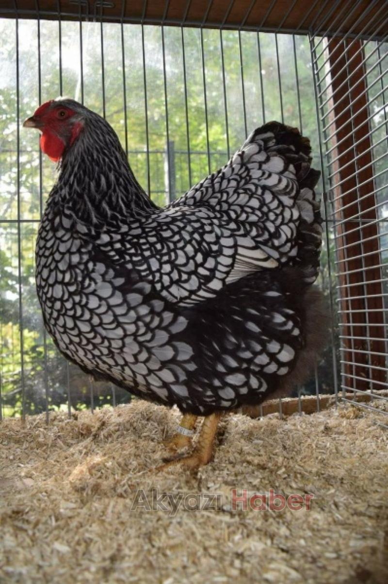  UYGULAMA ANAOKULU YUMURTAM KULUÇKADA PROJESİ