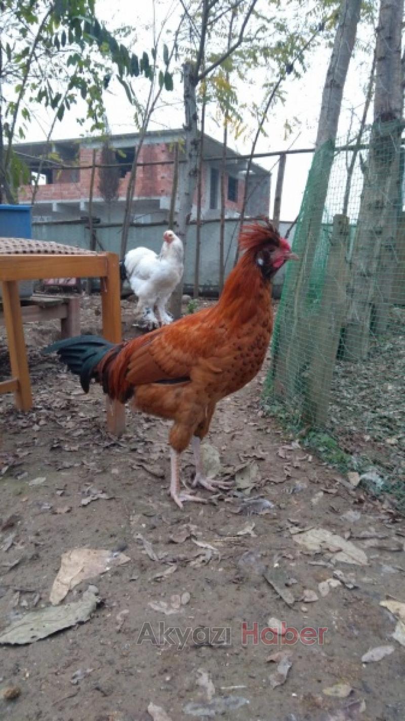  UYGULAMA ANAOKULU YUMURTAM KULUÇKADA PROJESİ