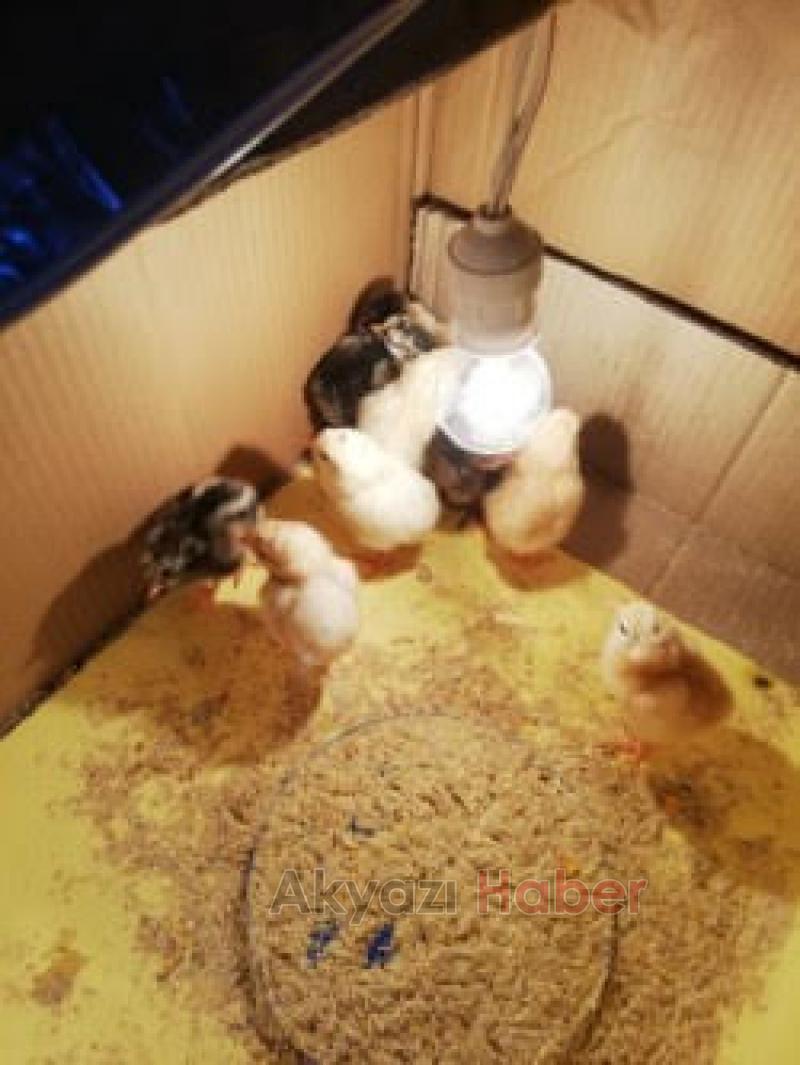  UYGULAMA ANAOKULU YUMURTAM KULUÇKADA PROJESİ