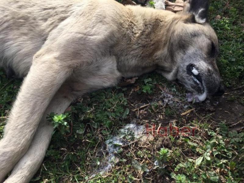 Vahşet Zehirli et verip öldürdüler
