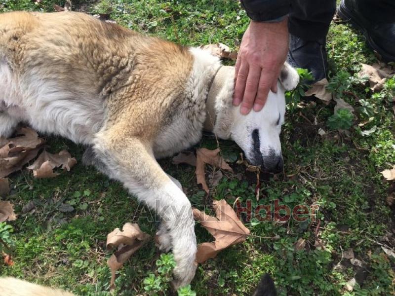 Vahşet Zehirli et verip öldürdüler