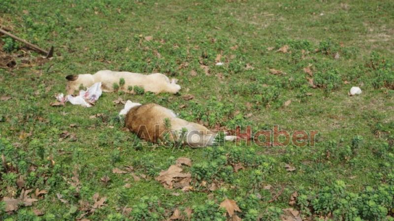 Vahşet Zehirli et verip öldürdüler